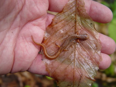 Four-toed Salamander; note the distinct constriction at the base of the tail