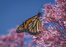 A black and orange butterfly with whites on its wings (Monarch) nectaring pink Joe-Pye Weed