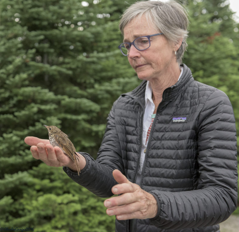 Marcy Blauvelt with a banded juvenile Bicknell's Thrush that just doesn't want to leave, Mt. Mansfield, 28 July 2016.
