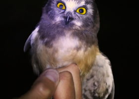 Owls and Tennessee Warblers Find VCE Nets on Mansfield