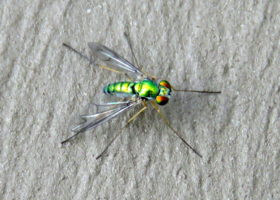 July 2016 iNaturalist Vermont Photo-observation of the Month