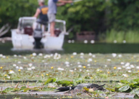 Hidden Camera Captures Behavior of a Nesting Loon