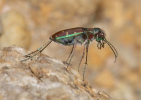 August 2016 iNaturalist Vermont Photo-observation of the Month