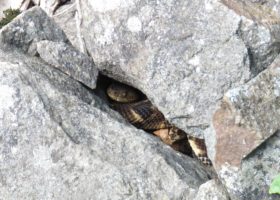 Looking for Litters of Rattlesnakes