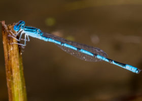 New Damselfly Species Found in Vermont