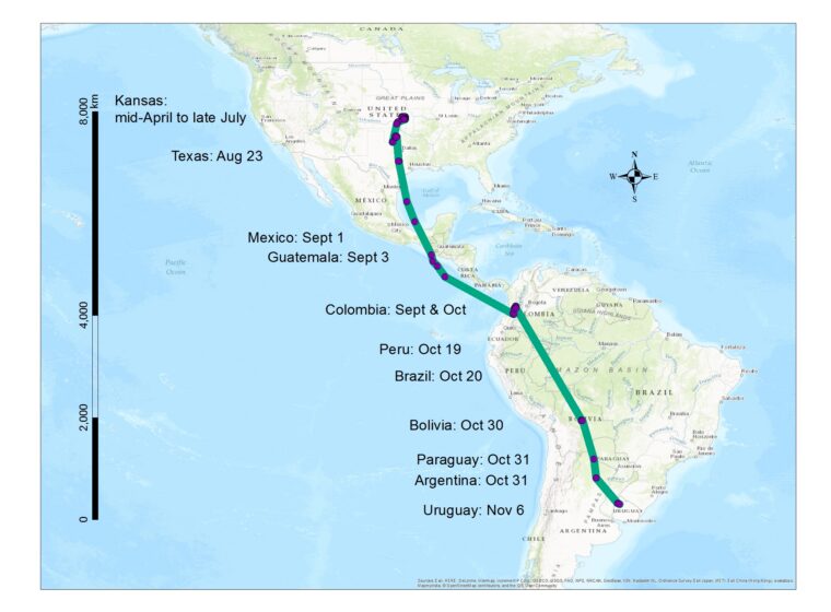 The fall 2016 migration route (>10,000 km, so far) of an Upland Sandpiper that bred in Kansas. This Upland Sandpiper was fitted with a solar-powered satellite tag in April, 2016 at Konza Prairie, Kansas. Since leaving Kansas in July, she has visited nine additional countries on her southward journey. Map created in ArcGIS.