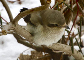 March 2017 iNaturalist Vermont Photo-Observation of the Month