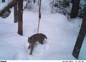 Outdoor Radio: The Elusive Lynx