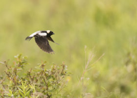 The Balancing Act: a Workshop for Landowners and Land Managers