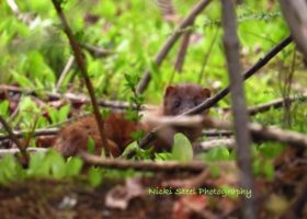 The Trials of Finding a Loon Nest Site