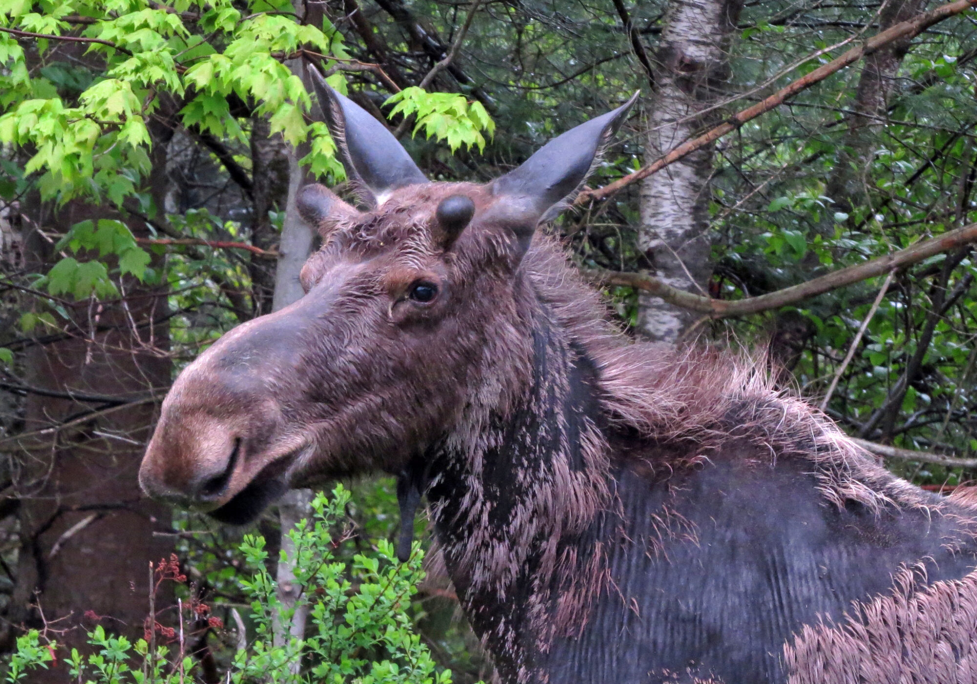 This moose bed lacked blood spots – therefore, its inhabitant was probably relatively tick-free. &copy; © Pete Kerby-Miller