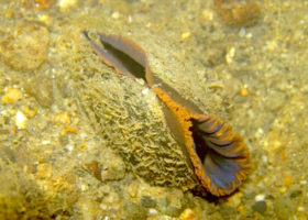 SOS! Search Our Shorelines for Shells