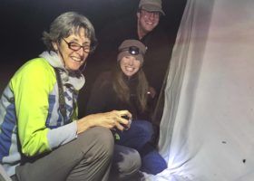 Outdoor Radio:  Moth Watching