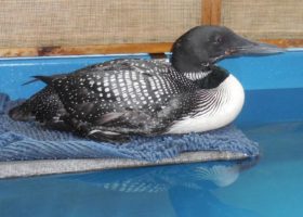 Saving a Loon's Life