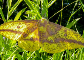 June 2017 iNaturalist Vermont Photo-Observation of the Month