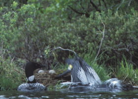 Loon Banded in 1998 Found Again