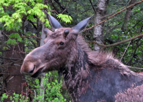 May 2017 iNaturalist Vermont Photo-observation of the Month