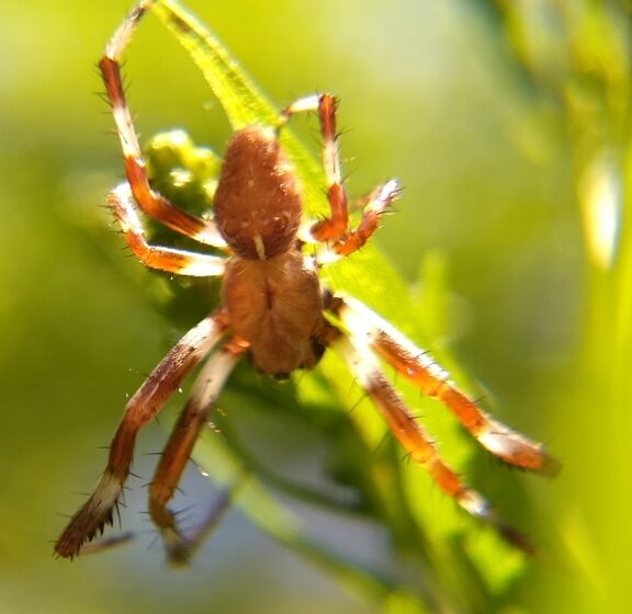 An orbweaver spider (Araneus spp.), taken with a $15 clip-on macro lens attached to Jason Hill's smartphone.