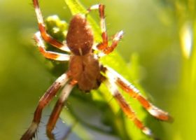 An orbweaver spider (Araneus spp.), taken with a $15 clip-on macro lens attached to Jason Hill's smartphone.