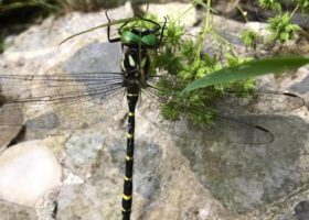 A Tiger Found in Vermont
