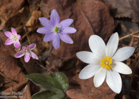 Vermont Center for Ecostudies Operations Update in Response to COVID-19