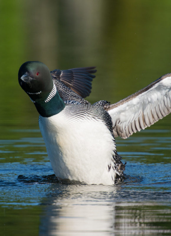 6778, , Loon flapping- Tom Rogers, Loons nest along lake shorelines in Vermont.  They are susceptible to human disturbance and their nests can be flooded and destroyed by motorboat wakes.  Photo by Tom Rogers, Vermont Fish & Wildlife Dept., Loon flapping, image/jpeg, https://vtecostudies.nyc3.digitaloceanspaces.com/wp-content/uploads/2018/06/08204714/Loon-flapping-Tom-Rogers.jpg, 2500, 1667, Array, Array Tom Rogers