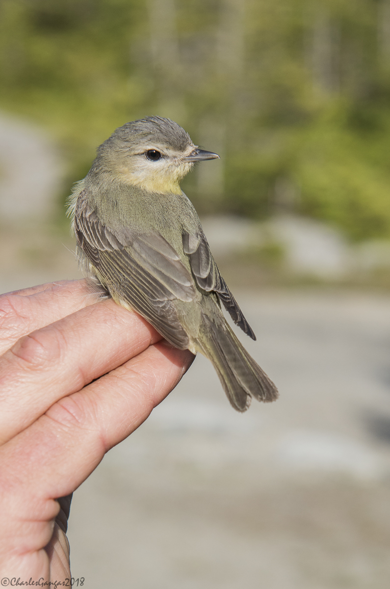 Field Update: Mansfield Yields Avian Surprises