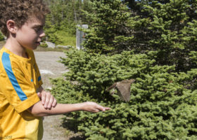 Mansfield Update: Kids (Avian and Human) Steal the Show