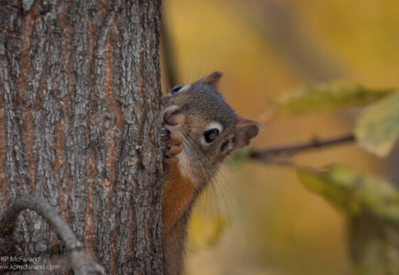 Red Squirrel spying from a tree trunk &copy; Kent McFarland