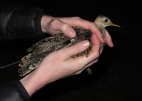 Live Updates: Tracking Upland Sandpiper Trans-hemispheric Migration