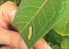 Join the 7th Annual Monarch Blitz