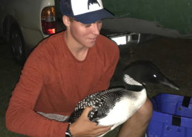 Field Update: Loon Wins and Losses