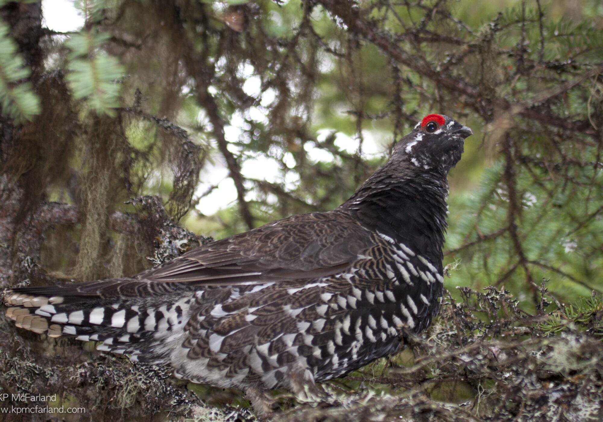 Spruce Grouse spend much of the winter in the canopy. &copy; © K.P. McFarland
