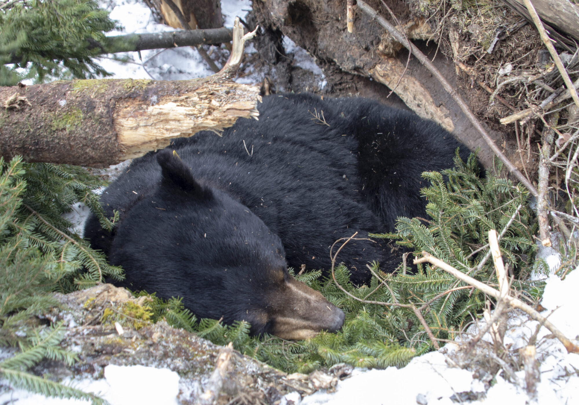 Stark, a radio collared male bear, rests on his bed of balsam fir in his den after being checked by biologists. Soon after this image was taken, they covered his den back over with the logs, sticks, and snow to let him rest for the remainder of winter.  &copy; K.P. McFarland