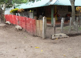 From New England to Colombia, Migratory Species Rely on Grassland Ambassadors - Part III