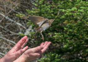 Mansfield One-month Update—Where Are All the Birds??