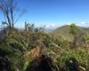 Hurrican damage in Puerto Rican forest / © José Salguero-Faría