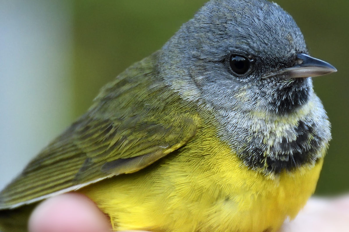 Mourning Warbler Michael Sargent