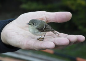 VCE's 28th Mansfield Season Begins on a Quiet, Chilly Note