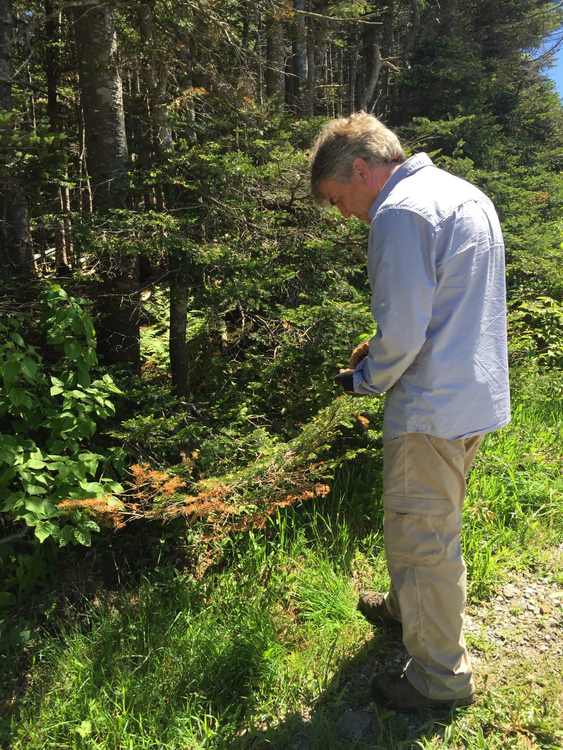 VCE trustee Bill Hayes collecting Balsam Fir tips for brewing Lawson's Finest Liquids Bit O' Balsam beer. / © Steve Faccio