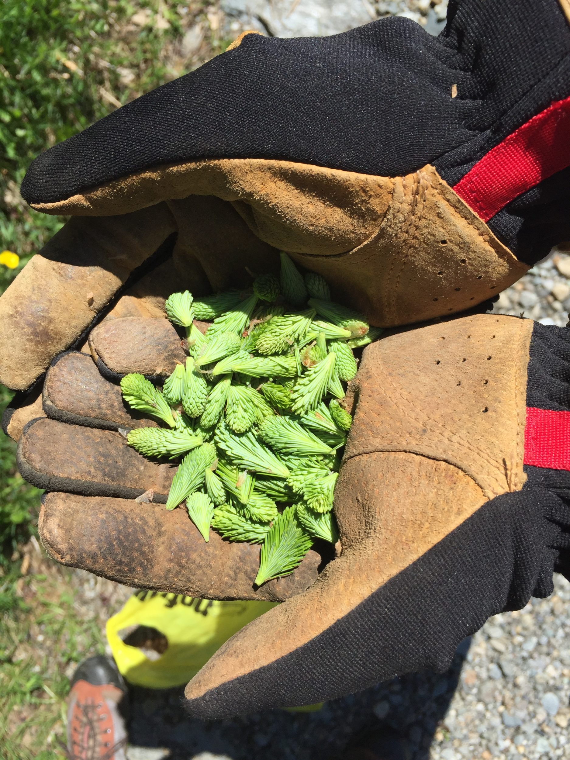 Wildcrafted Balsam Fir tips / © Steve Faccio
