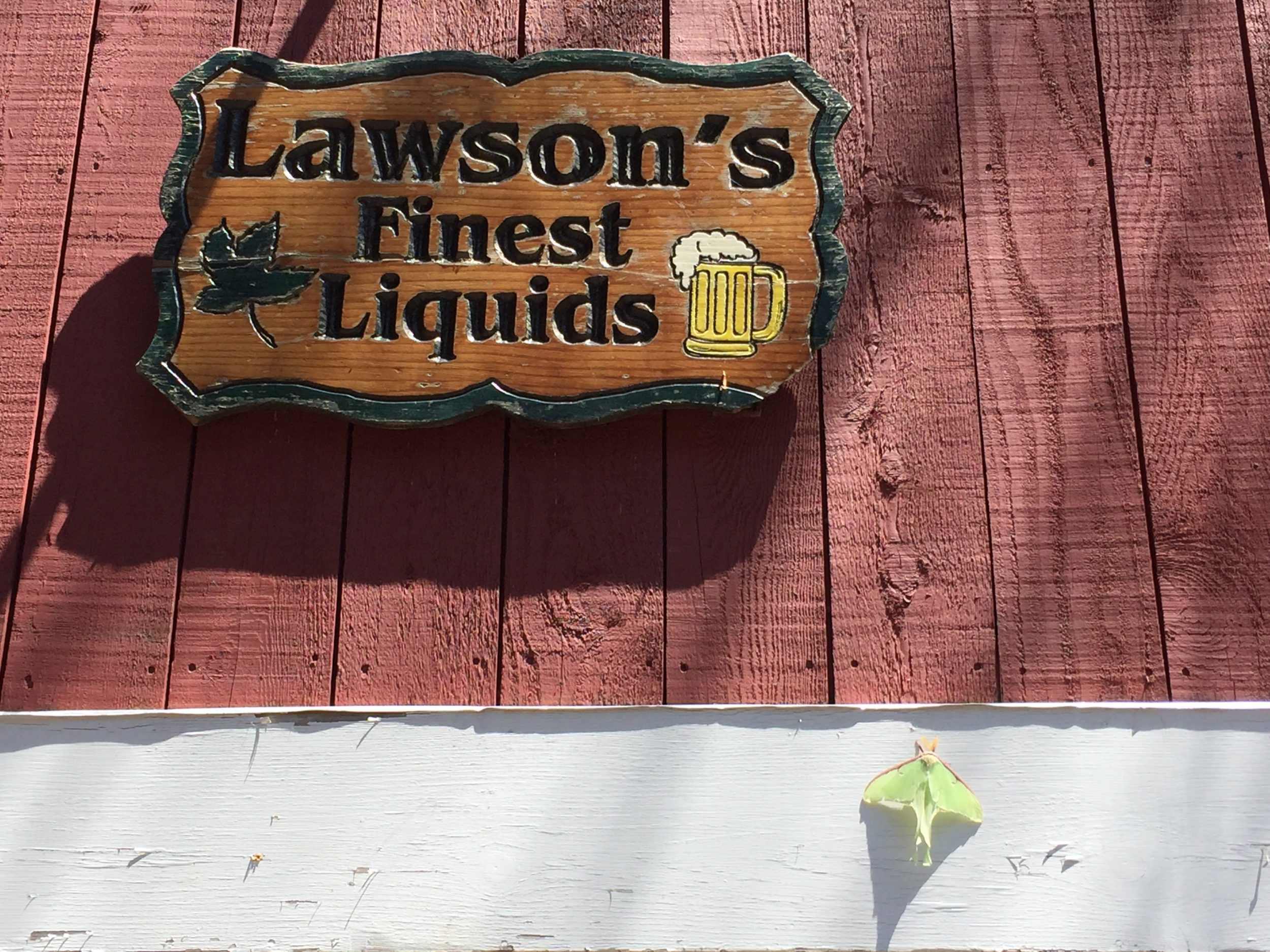 Luna Moth on LFL Warren brewhouse / © Steve Faccio