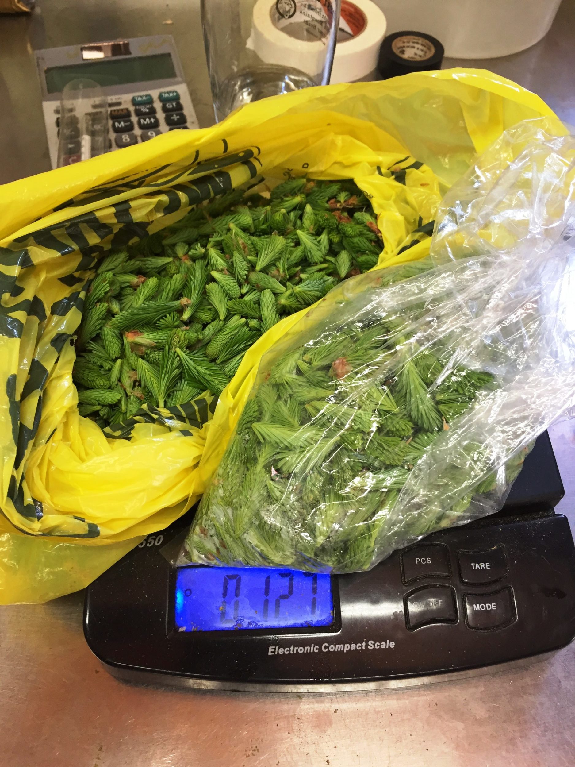 A bunch o' Balsam Fir tips, ready for action. / © Steve Faccio