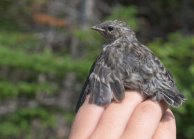 Mansfield Update: The Kids Are Coming