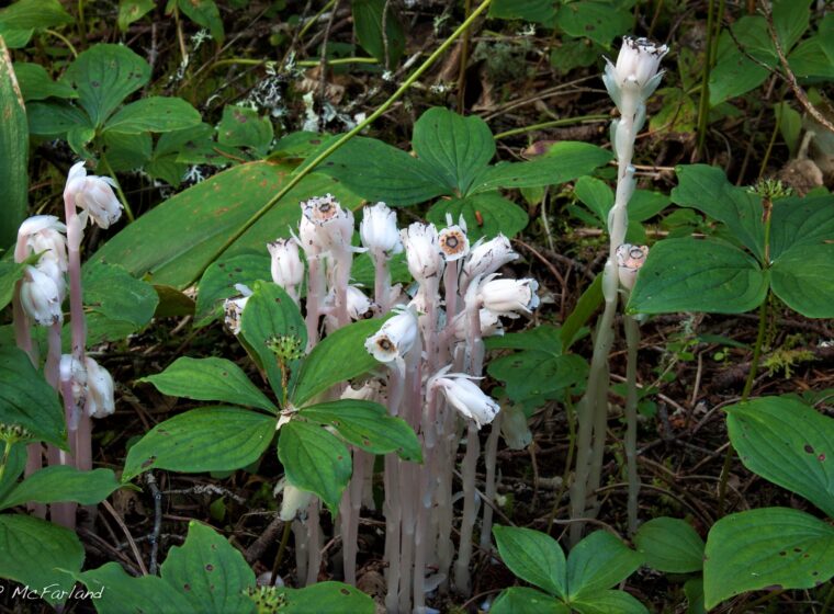 Indian Pipe, also known as Ghost Pipe, sticks its pale, non-photosynthetic stalks and flowers up through the forest floor in late summer. / © K.P. McFarland