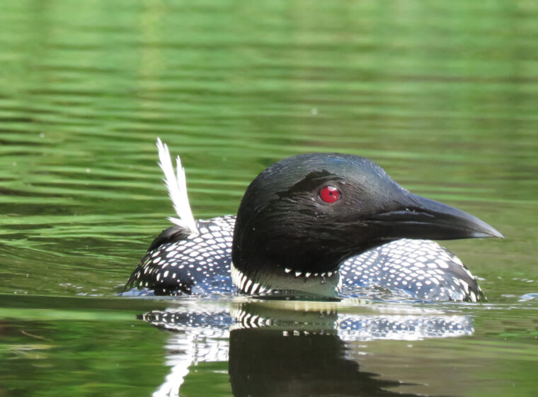 Injured loon on Colby Pond / © Susan Hindinger