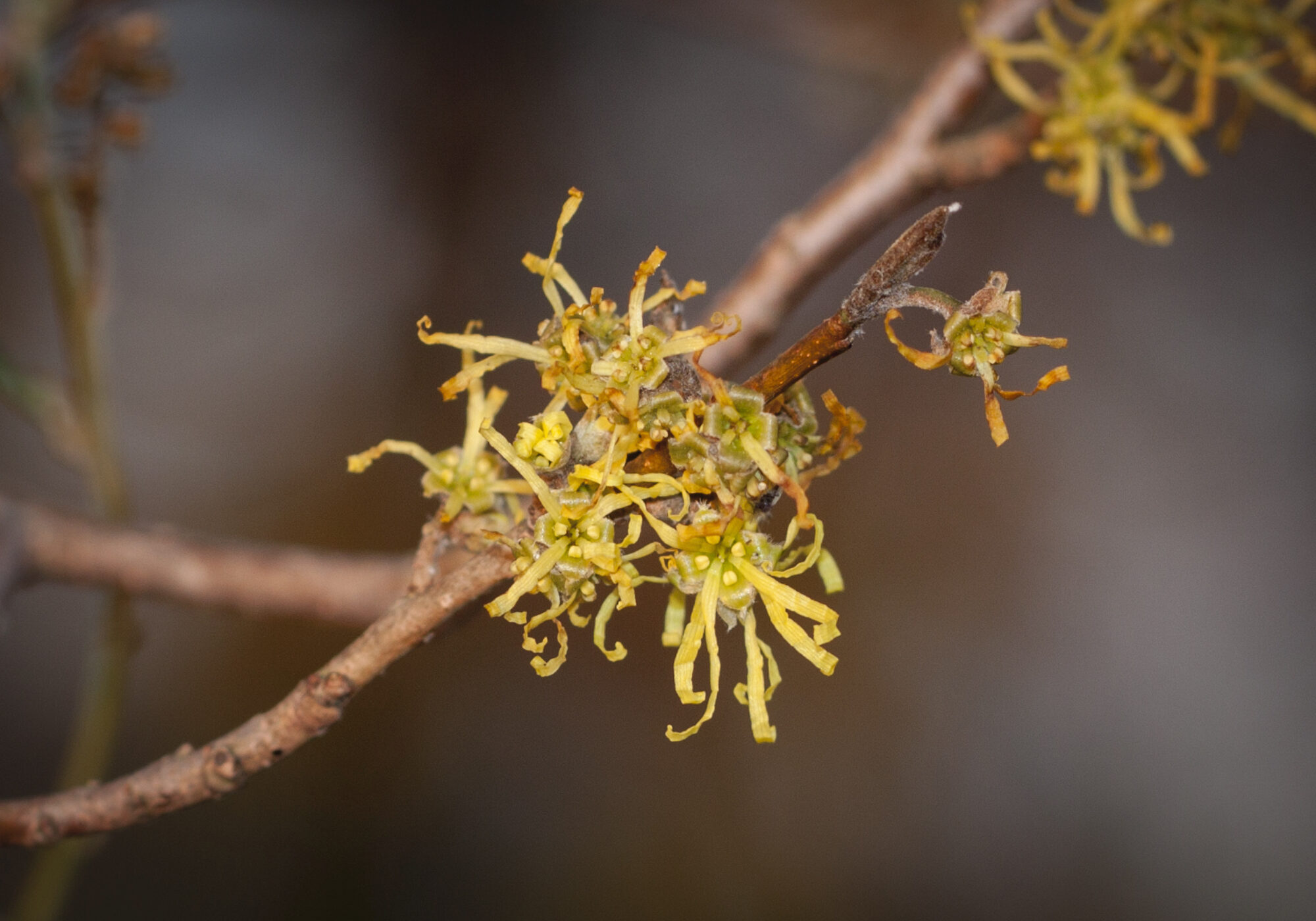 The yellow streamers of a Witch-hazel bloom. &copy; © K.P. McFarland