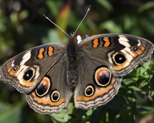 Common Buckeye / © Michael Sargent
