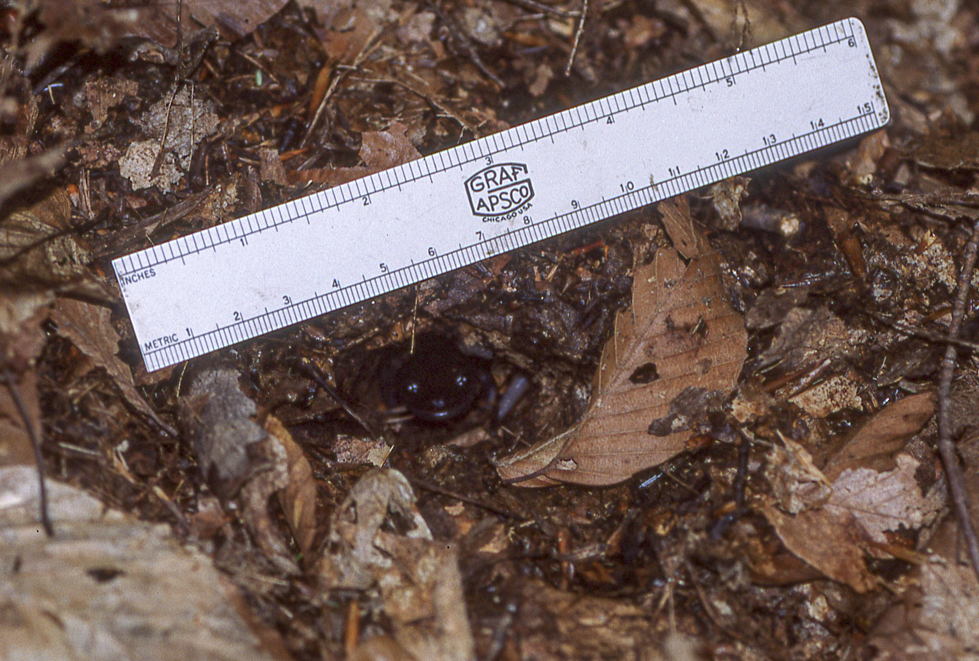 A Jefferson's Salamander peers out of a rodent tunnel. © K.P. McFarland