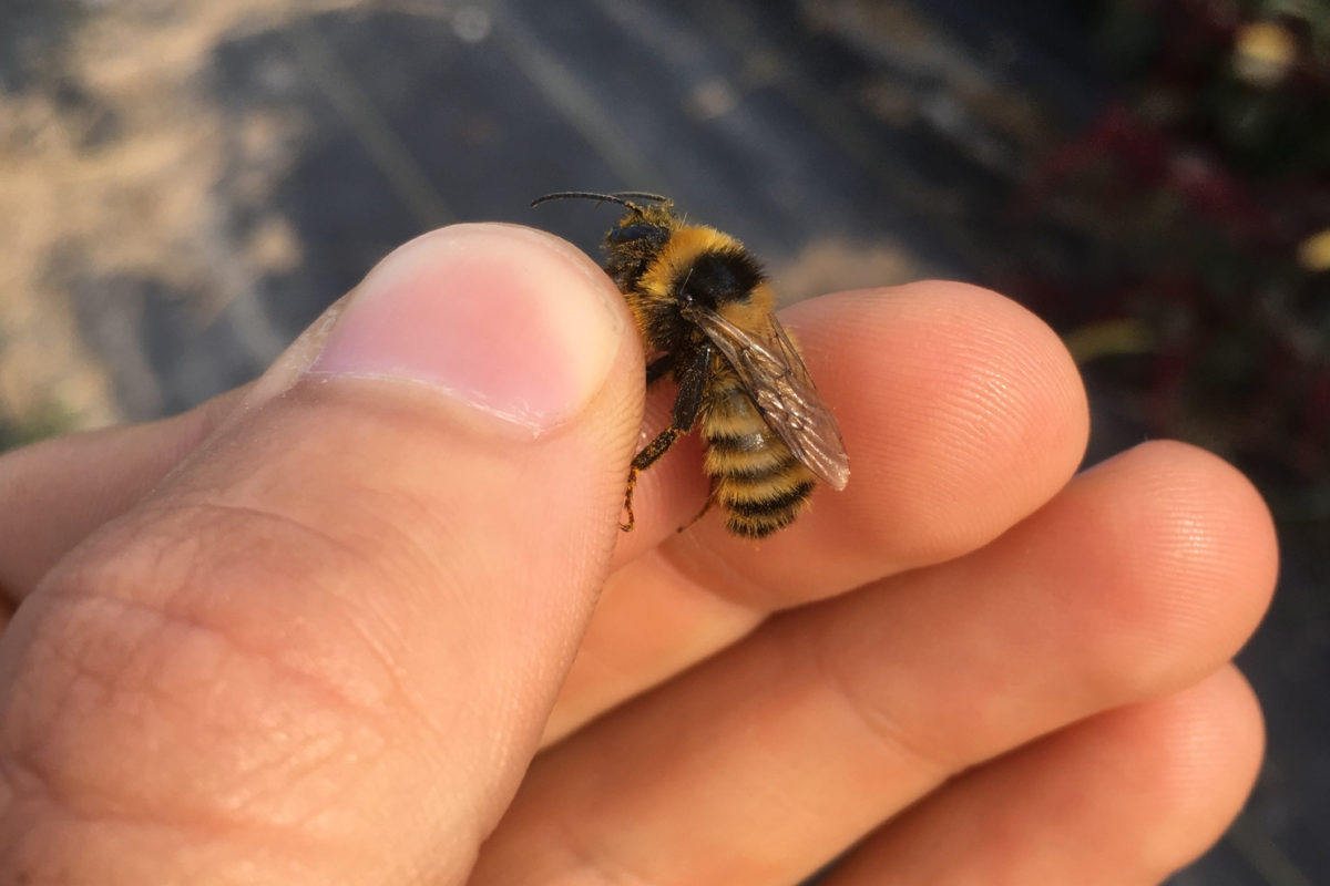 A drone Northern Amber Bumble Bee held gently in the hand before being released.  © Spencer Hardy